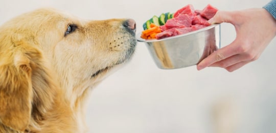 برنامه غذایی سگ