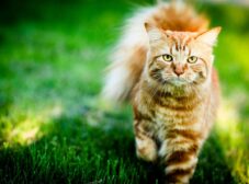 ۶ روش انسانی برای دور کردن گربه‌ از خانه