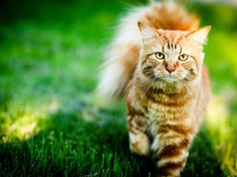 ۶ روش انسانی برای دور کردن گربه‌ از خانه