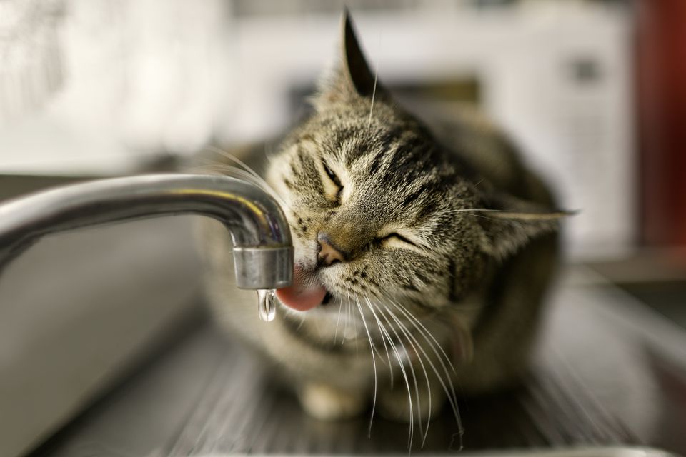 آب دادن به گربه