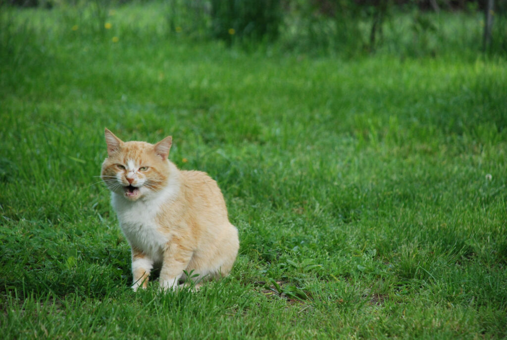 گربه در حیاط