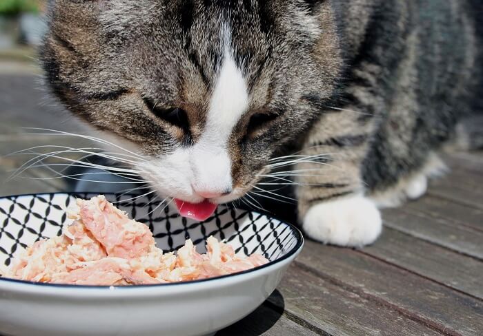 غذای خونگی برای بچه گربه