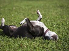 7 نکته مهم و طلایی در نگهداری از سگ (چگونه سگی همیشه سالم داشته باشیم)