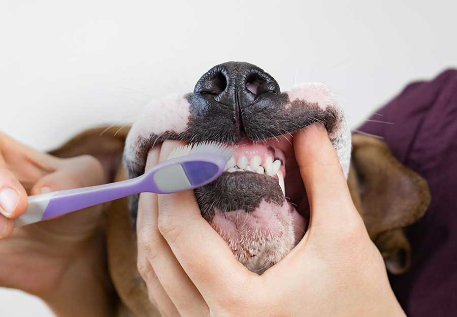 مراقبت از دندان های سگ