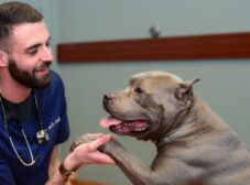 پاسخ به 6 سوال مهم در مورد کلینیک دامپزشکی حیوانات خانگی (در کلینیک های دامپزشکی چه میگذرد؟)
