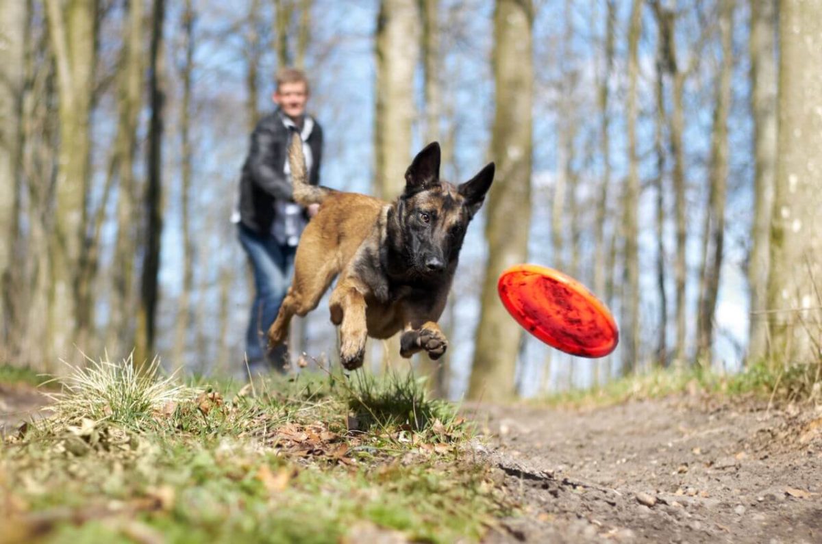 تربیت سگ ژرمن برای نگهبانی