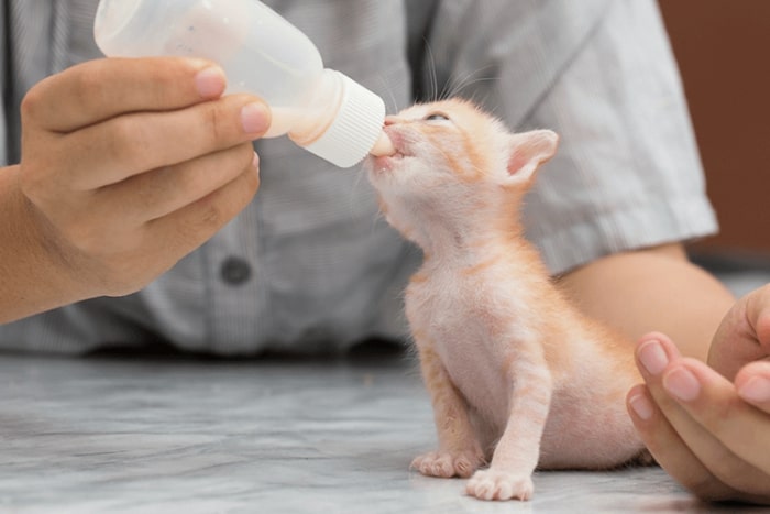 نحوه شیر دادن به بچه گربه چند روزه