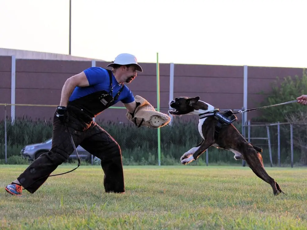 سگ باکسر در حال تمرین گارد و نگهبانی