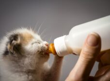 راهنمای کامل غذای بچه گربه تازه متولد شده تا ۱ سالگی