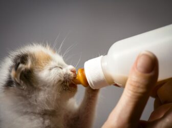 راهنمای کامل غذای بچه گربه تازه متولد شده تا ۱ سالگی
