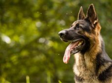 آموزش تربیت سگ نگهبان ژرمن شپرد در 6 قدم
