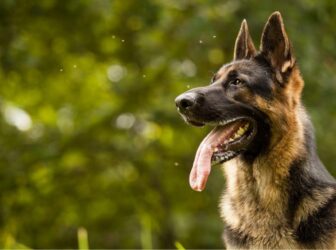 راهنمای تربیت سگ ژرمن شپرد نگهبان (کاربردی و آسان)