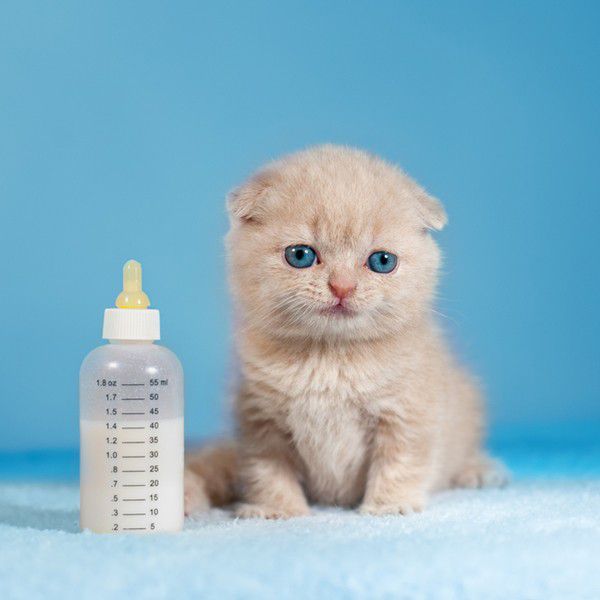 نحوه شیر دادن به بچه گربه با بطری