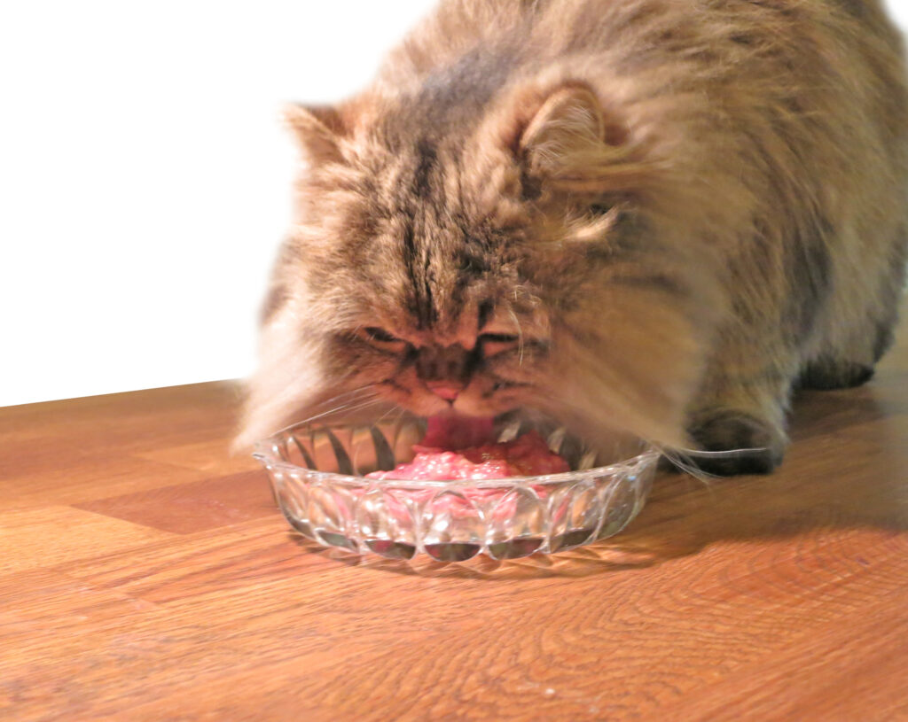 غذا خوردن گربه پرشین
