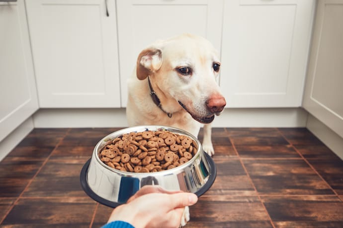 غذا نخوردن در سگ