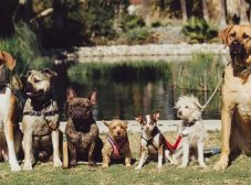 20 تا از محبوب‌ترین انواع نژاد سگ موجود در ایران