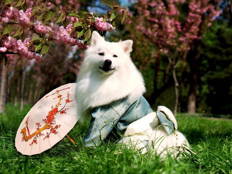 سگ اشپیتز ژاپنی در لباس سنتی کیمونو