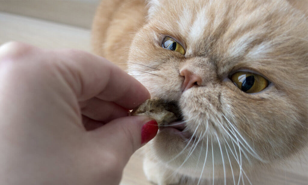غذای خانگی برای گربه پرشین