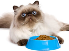 نکات مهم در مورد غذای گربه پرشین (تفاوت های غذای پرشین کت با گربه های دیگه)
