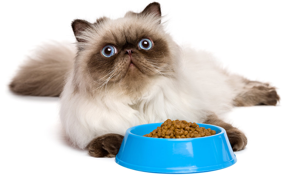 غذای گربه پرشین