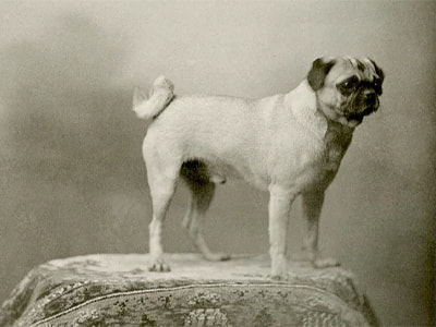 تصویری قدیمی از یک سگ پاگ به نام kash