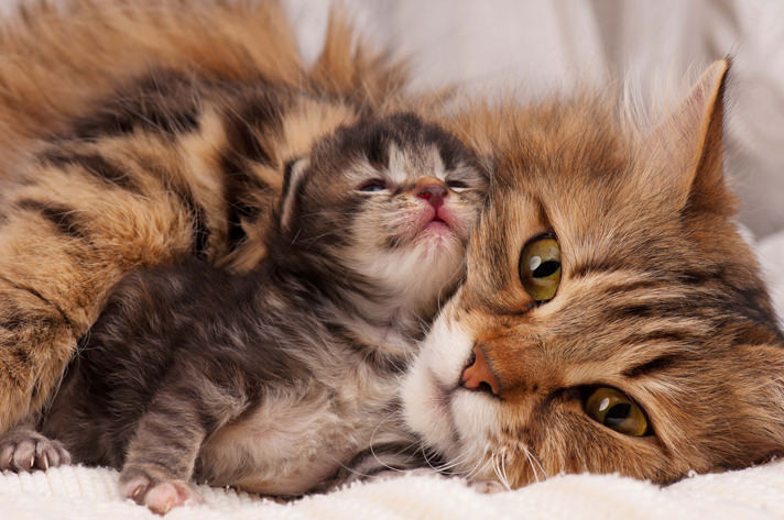 گربه مادر و بچه اش