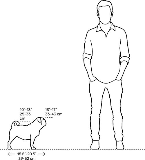 اندازه سگ pug در برابر انسان