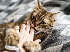 علت گاز گرفتن گربه خانگی چیه و چطور از آن جلوگیری کنیم؟