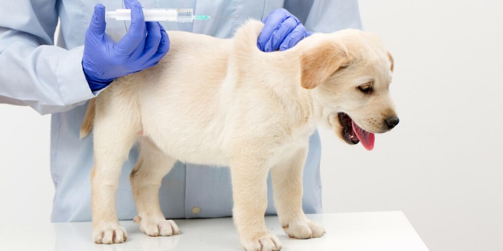 واکسن برای درمان بیماری پاروا در سگ