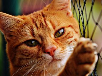 علائم بیماری کلسی ویروس گربه، راه‌های جلوگیری و درمان آن
