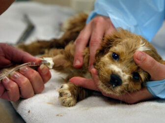 راهنمای جامع بیماری پاروا در سگ ها + درمان و پیشگیری