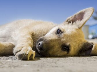 دیستمپر سگ از نهفتگی تا اوج + طول درمان و میزان آسیب