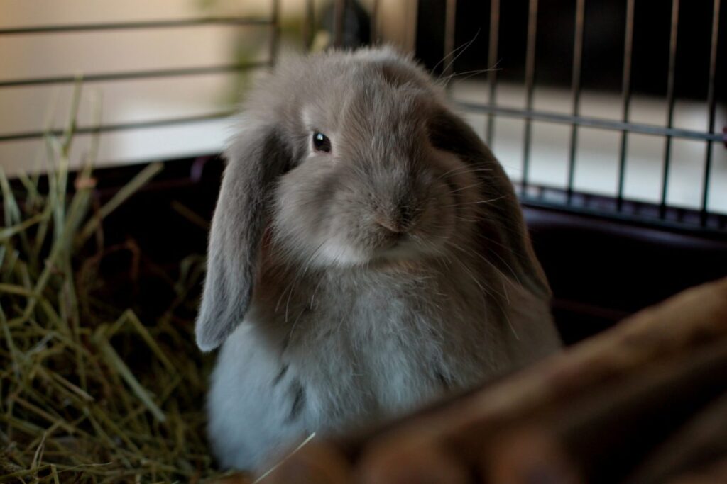 خرگوش لوپ خاکستری تپل