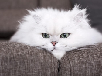 ۱۱ نوع گربه پرشین در دنیا را بیشتر بشناسید!