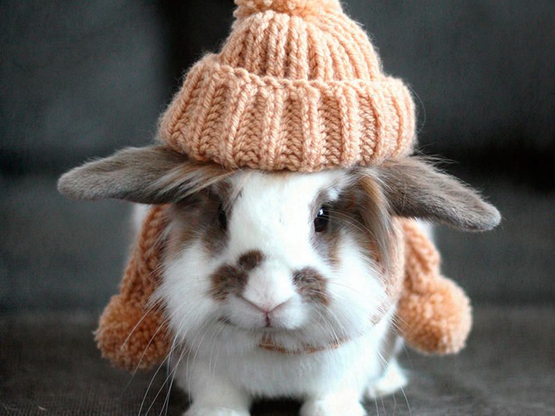 خرگوش شالو کلاه به سر