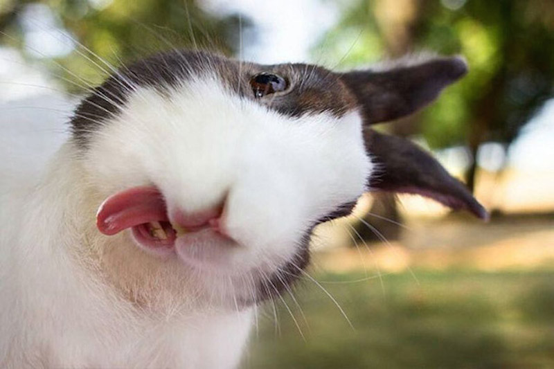 شکلک در اوردن خرگوش