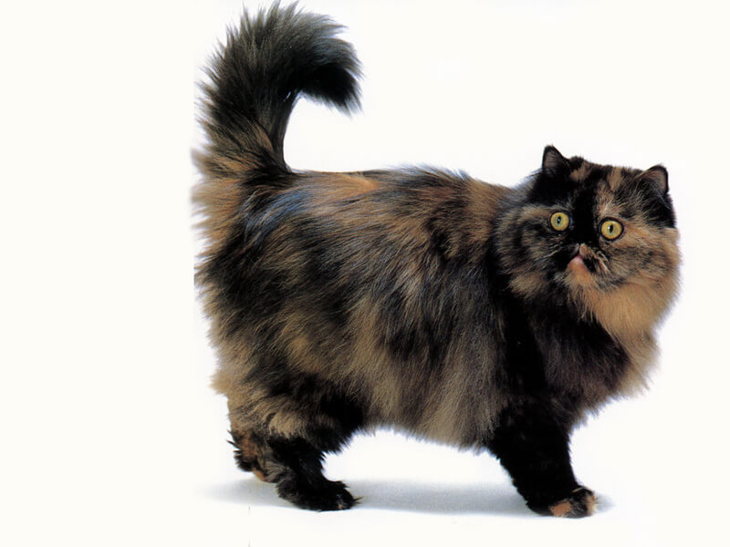 گربه ایرانی چند رنگ