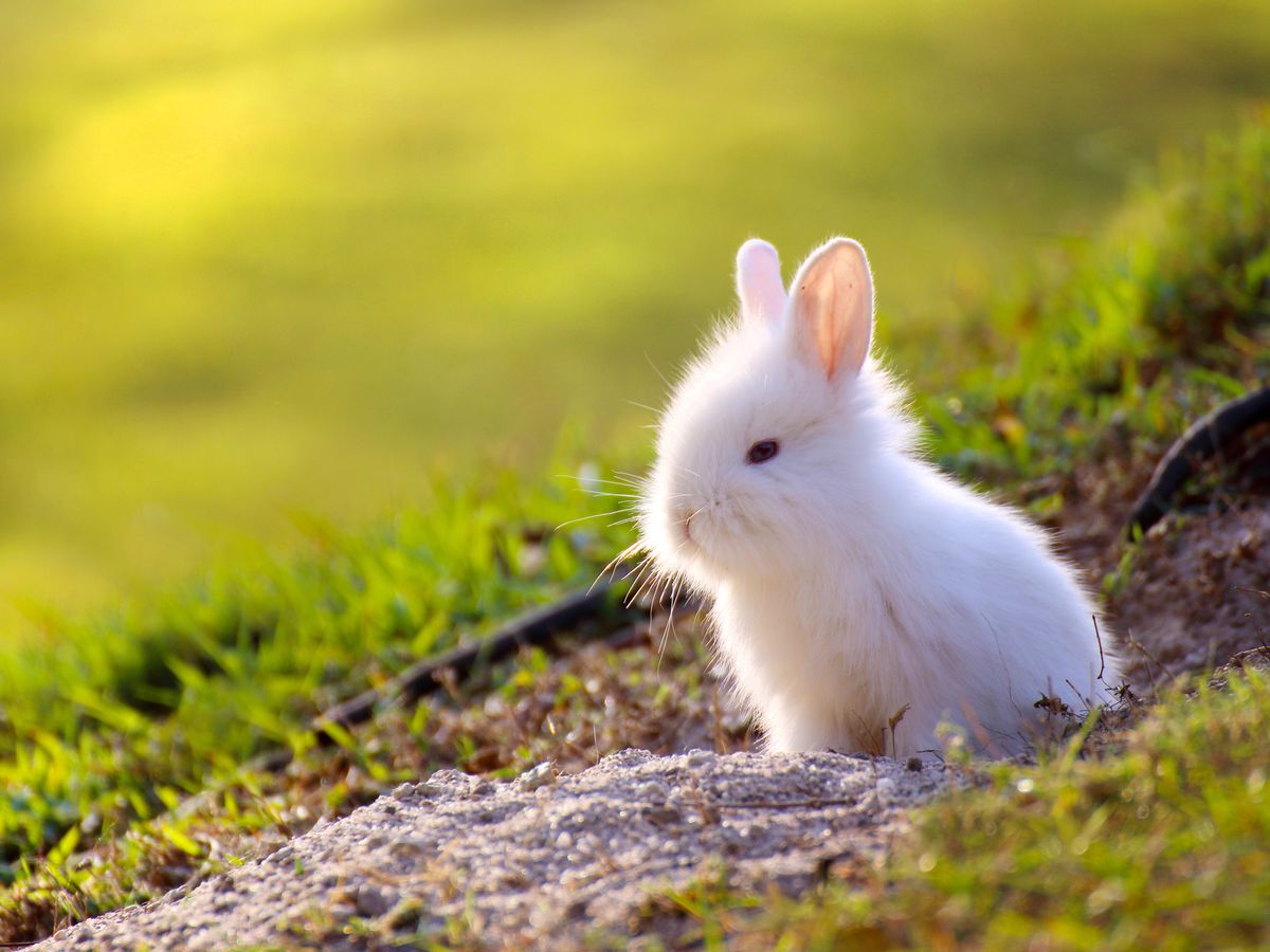 خرگوش سفید در صحرا