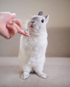 آموزش دست دادن خرگوش