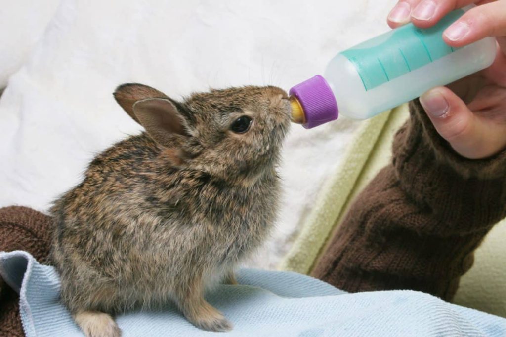 شیر دادن به خرگوش نوزاد