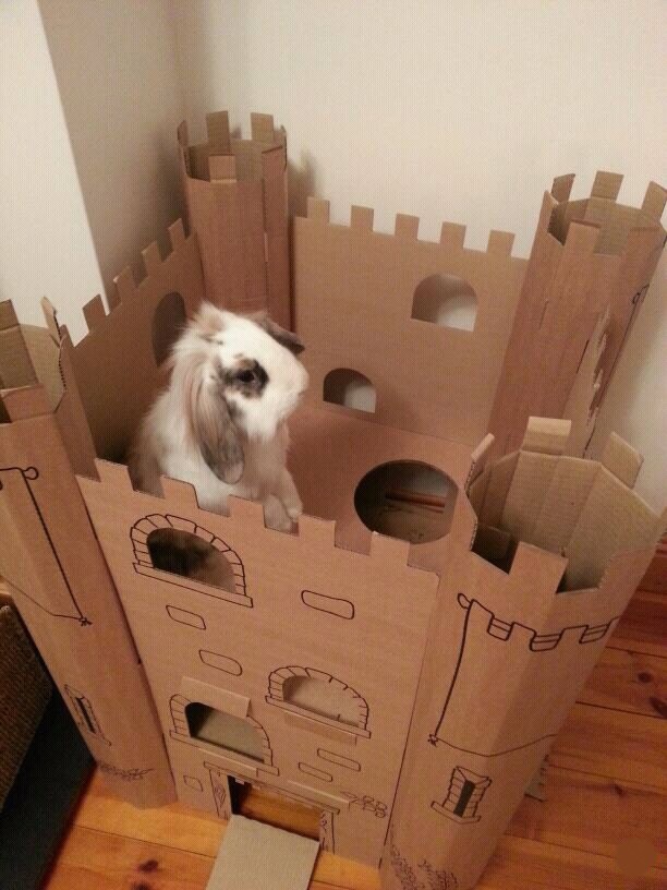 قلعه کارتونی خرگوش