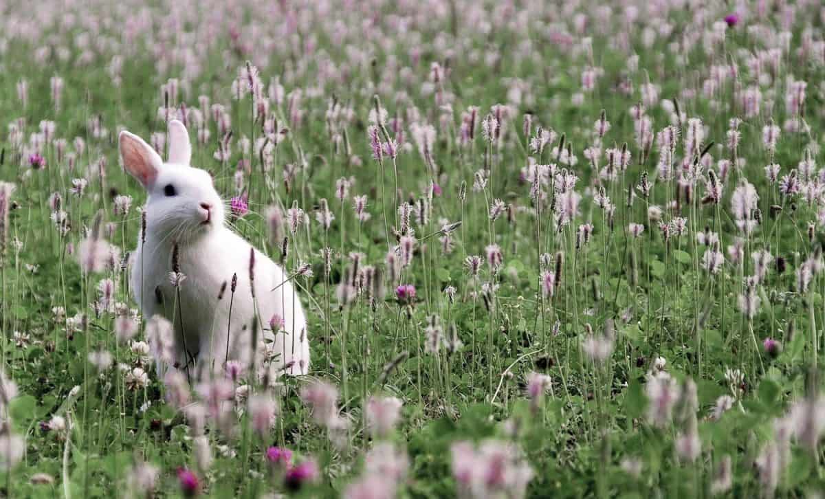 خرگوش در طبیعت