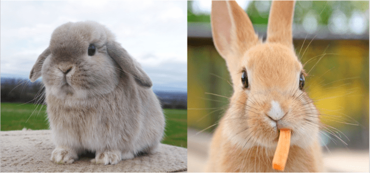 خرگوش لوپ و خرگوش معمولی