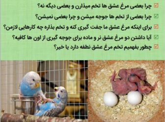کتاب راهنمای پرورش مرغ عشق