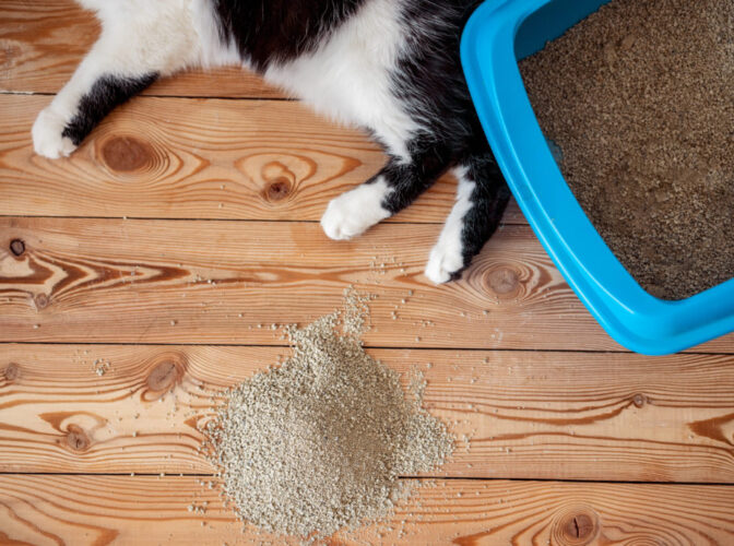 راهنمای خرید خاک گربه از پت شاپ
