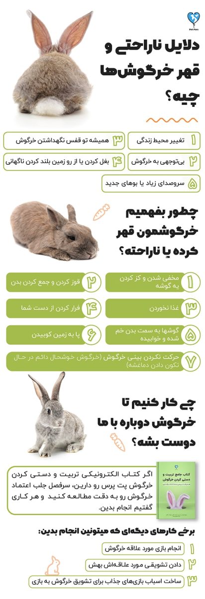 دلایل ناراحتی و قهر خرگوش