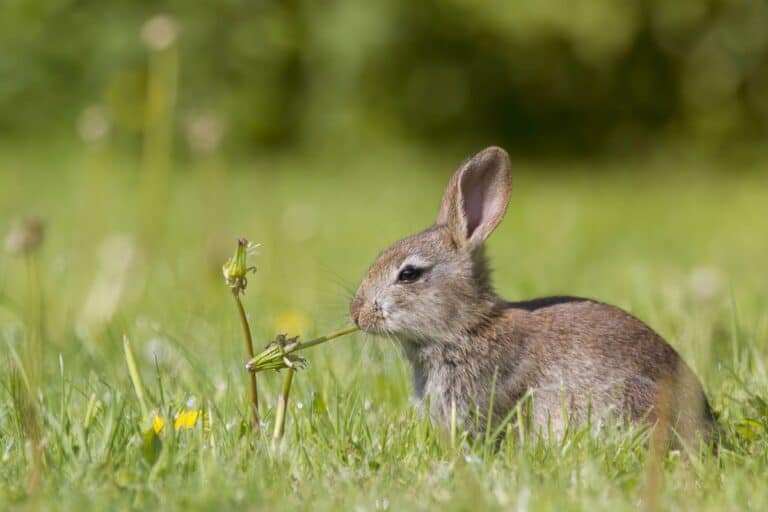 خرگوش در حال گل خوردن