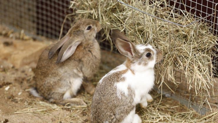 دوتا خرگوش مشغول علوفه خوردن