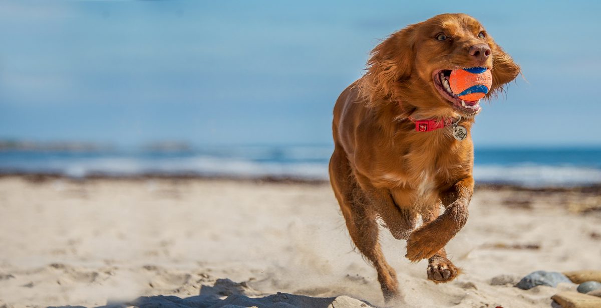 توپ بازی کردن سگ کنار صاحل