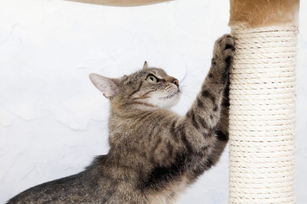 اسکرچر گربه چیست